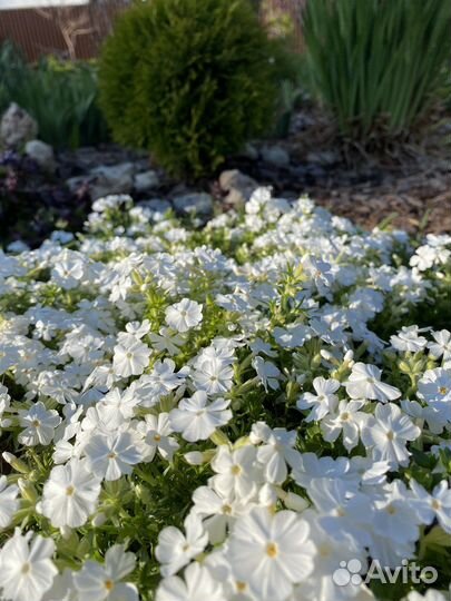 Флокс шиловидный