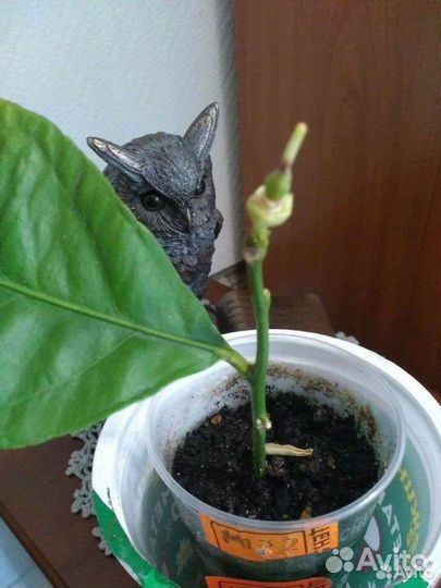 Лимон, олеандр