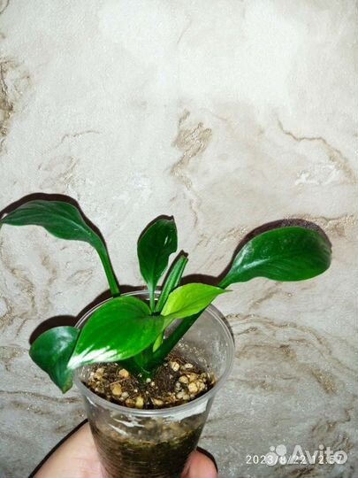 Спатифиллум