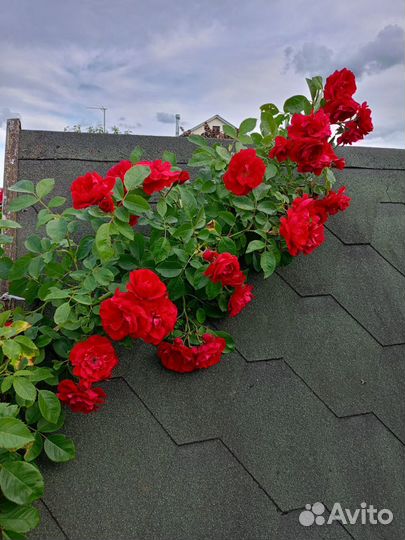 Роза Фломентанц, плетистая