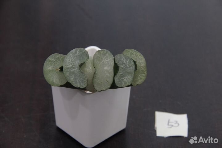 Редкие суккуленты Haworthia truncata