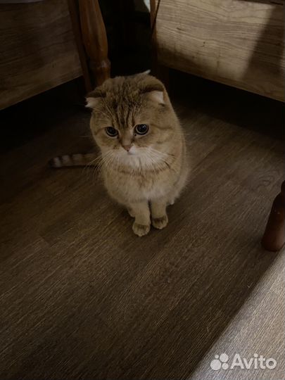 Шотландский вислоухий кот