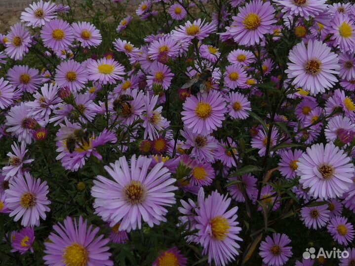 Октябринки-сентябринки