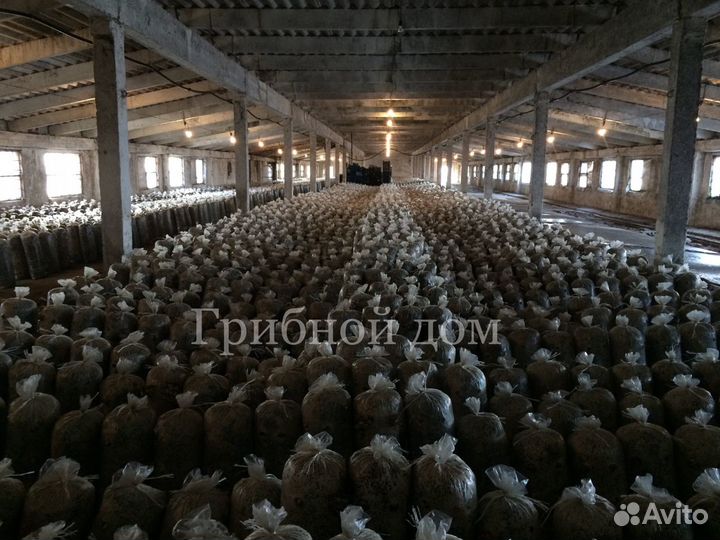 Технология выращивания грибов вешенки