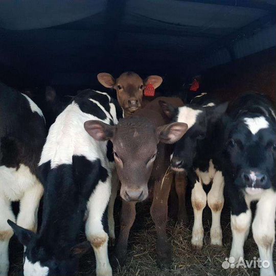 Быки на племя