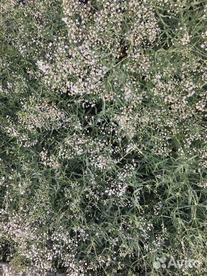 Куст гипсофилы на срезку 1000 для букетов