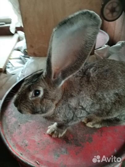 Кролики породы фландер