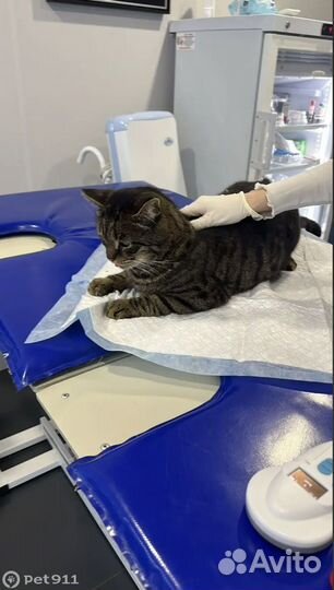Найден кот