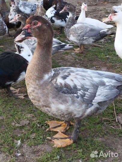 Мускусные утки