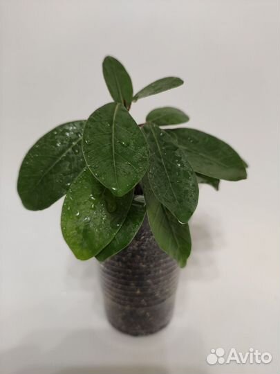 Фикус мокламе. Комнатные цветы