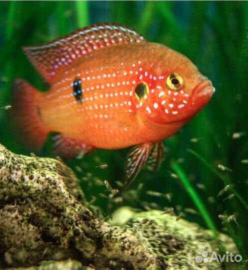 Хромис красавец