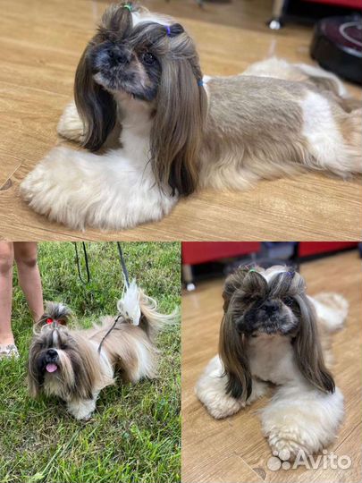 Стрижка собак и кошек.окрашивание.экспресс линька