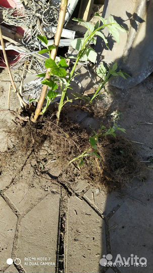 Малина саженцы для посадки: Новость Кузьмина