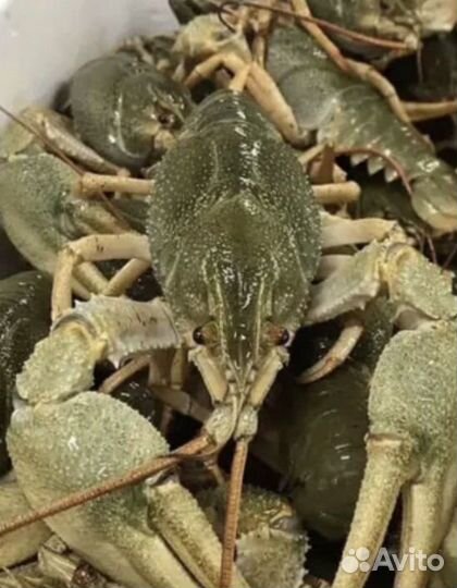Раки кубанские в Витязево