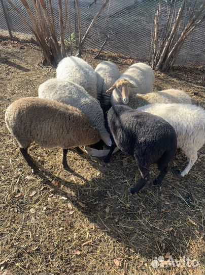 Овцы бараны ягнята