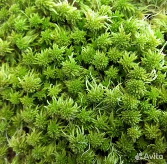 Мох сфагнум