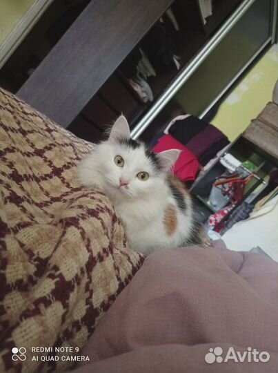 Отдам кошку в добрые руки