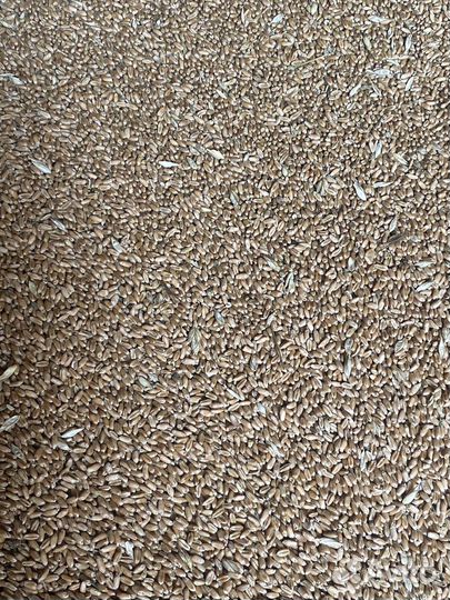 Зерно пшеница