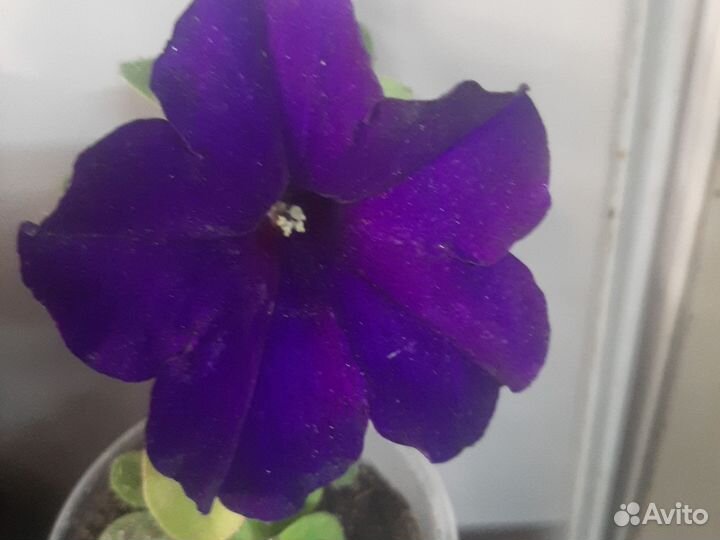 Петуния кустовая