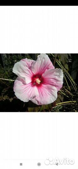 Кустарники