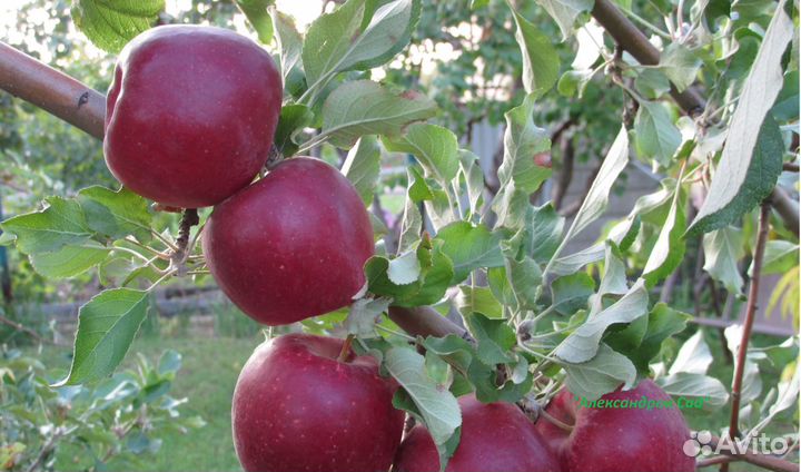 Сажены яблонь с закрытой корневой системой