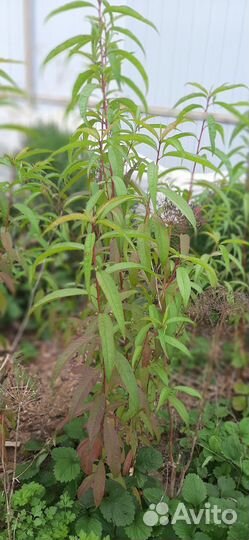 Саженцы персика