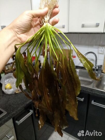 Эхинодорусы, буцефаландры и др