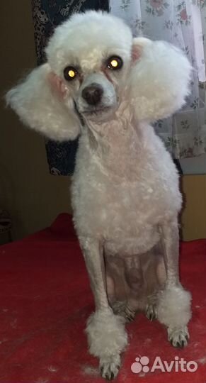 Парикмахер для животных