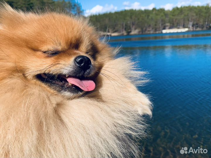 Померанский шпиц вязка кобель