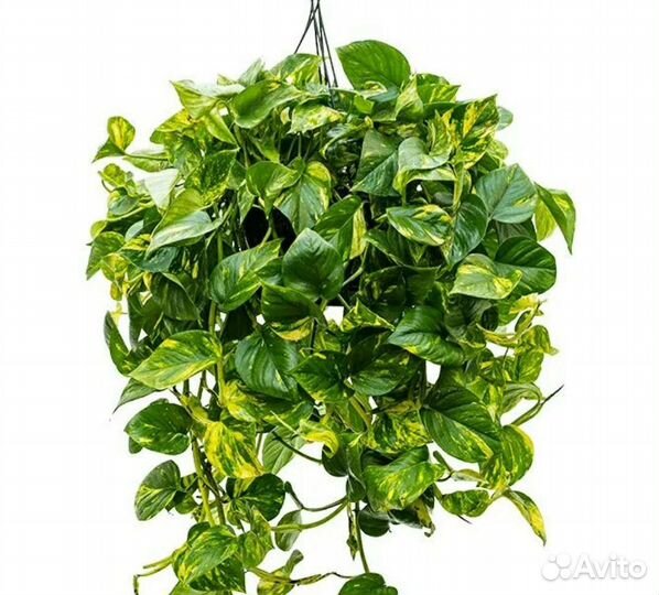 Эпипремнум золотистый