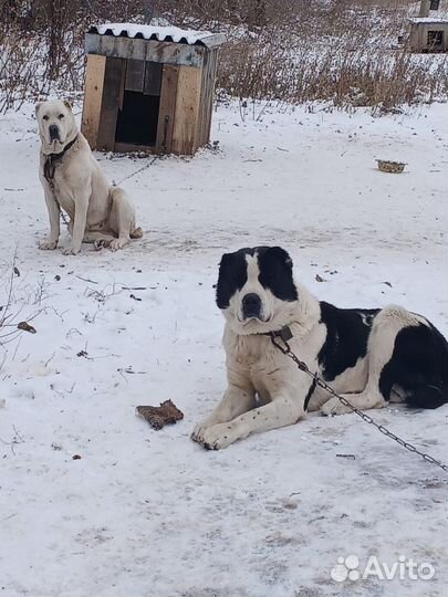 Среднеазиатская овчарка алабай