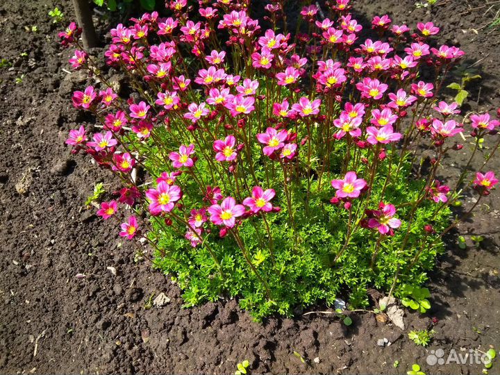 Камнеломка многолетний садовый почвопокровник