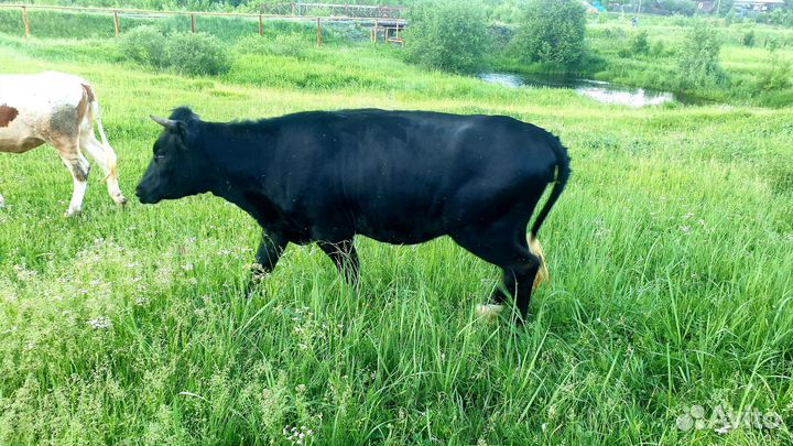 Корова стельная и 2 тёлочки