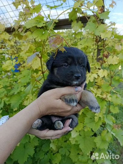 Щенки в добрые руки щенок