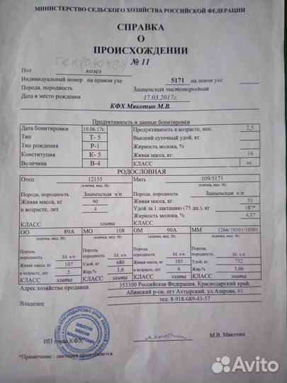 Зааненские козы