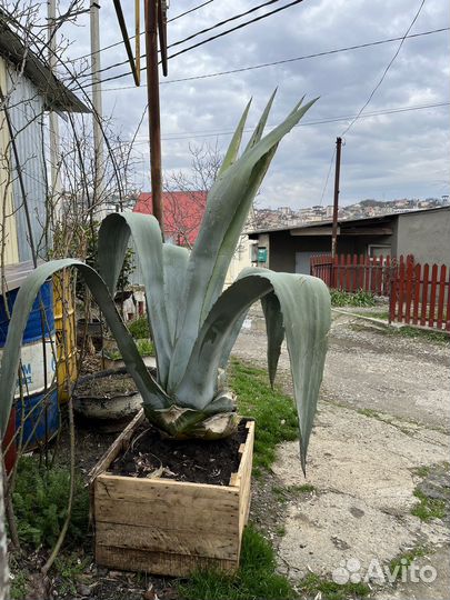 Агава голубая, 1.55-60 высота от корня