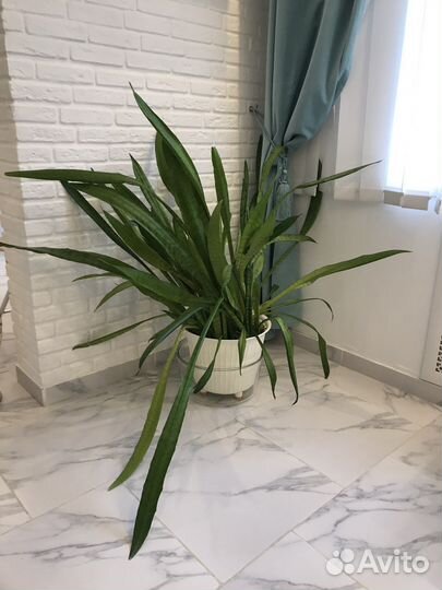 Сансевиерия