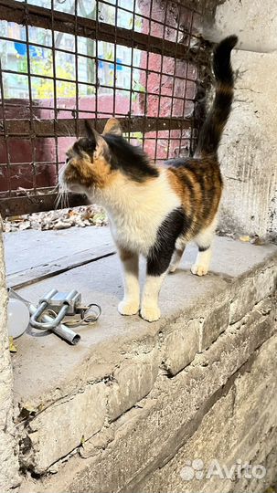 Выбросили кису