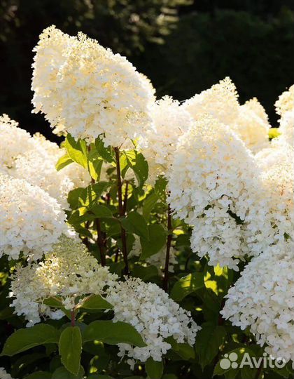 Гортензия метельчатая шугар раш