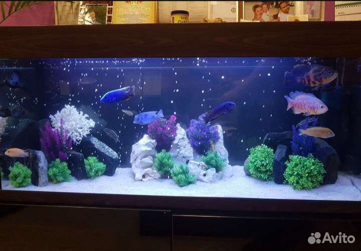 Обслуживание аквариума