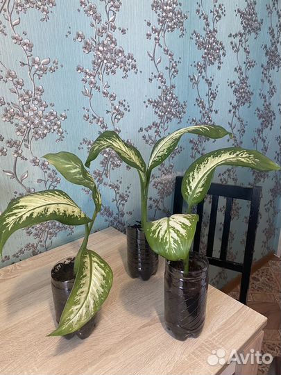 Диффенбахия Tropic Smow