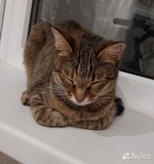 Отдам в добрые руки