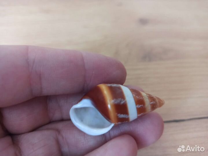 Морская раковина