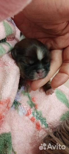 Собаки щенки
