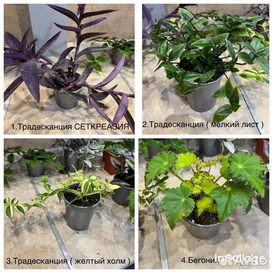 Комнатные цветы