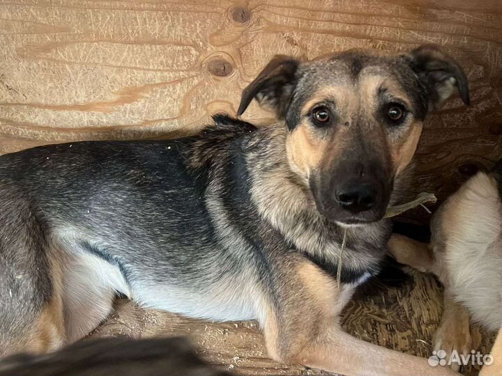 Собака в добрые руки отдам бесплатно