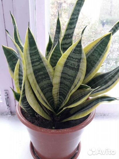 Сансевиерия Футура Суперба