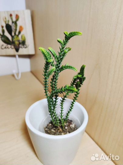 Крассулы и каланхоэ сортовые
