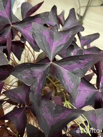 Кислица оксалис- цветок бабочка