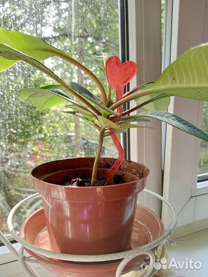 Комнатное растение Малочай